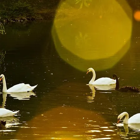 Resort Lacul