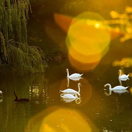 度假村 Lacul