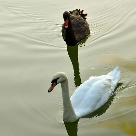 Lacul 普洛耶什蒂